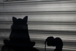 WOLFSHADOW WOLFSHADOW