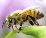 honey-bee honey-bee