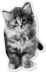 kitten kitten
