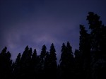 trees at dawn