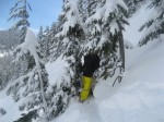 tree1