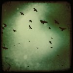 crows