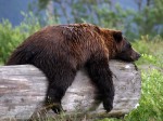 sleepy-grizzly-bear_22670_990x742 sleepy-grizzly-bear_22670_990x742